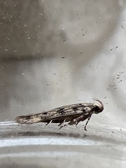 Bryotropha domestica