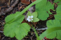 Rubus lasiococcus