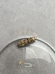 Bryotropha domestica