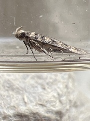 Bryotropha domestica