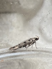 Bryotropha domestica