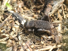 Melanogryllus desertus