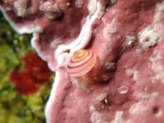 Coelotrochus chathamensis