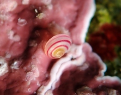 Coelotrochus chathamensis