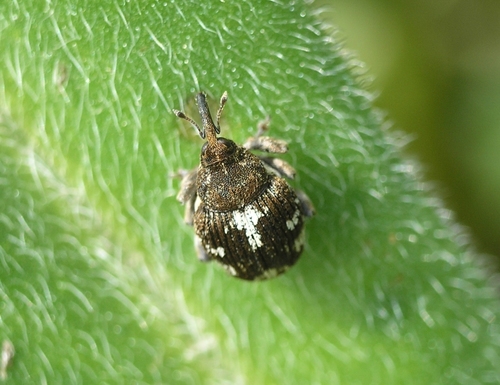 Mogulones javetii
