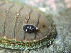 Maricola