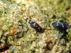 Maricola