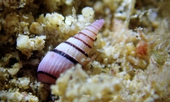 Myurella pygmaea