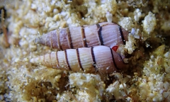 Myurella pygmaea