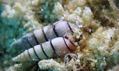 Myurella pygmaea
