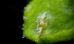 Vallicula multiformis