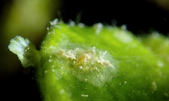 Vallicula multiformis