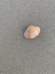 Paphia inflata