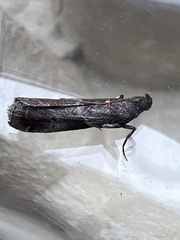 Acrobasis suavella