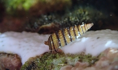 Mastonia cingulifera