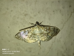 Haritalodes