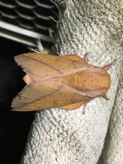 Syssphinx bisecta