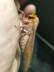 Syssphinx bisecta