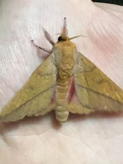 Syssphinx bisecta
