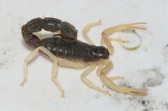 Parabuthus schlechteri