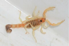 Parabuthus laevifrons