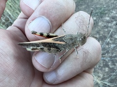 Cratypedes neglectus