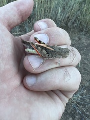 Cratypedes neglectus