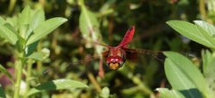 Urothemis signata