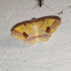Heterolocha