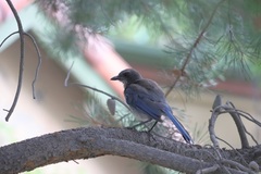 Aphelocoma californica