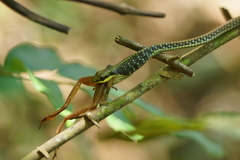 Dendrelaphis marenae