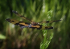 Rhyothemis variegata