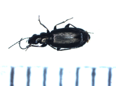 Syntomus foveatus
