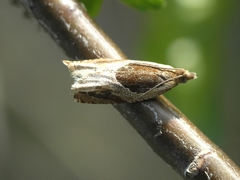 Ancylis unculana