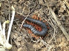 Scolopendra cingulata