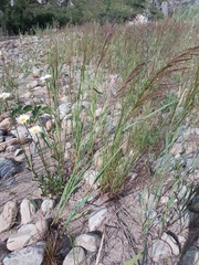 Deschampsia cespitosa altaica