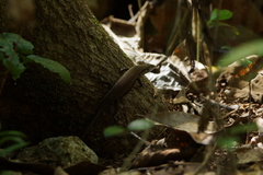 Eutropis rudis