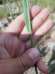 Deschampsia cespitosa altaica