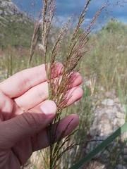 Deschampsia cespitosa altaica
