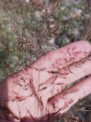 Deschampsia cespitosa altaica
