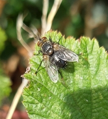 Voria ruralis