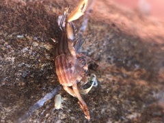 Pisidia
