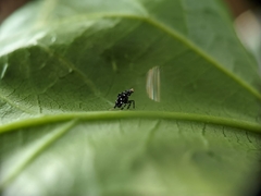 Lycorma