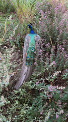 Pavo cristatus