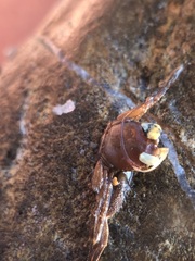 Pisidia