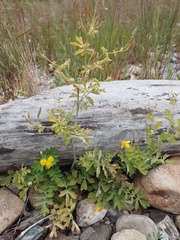 Chelidonium asiaticum