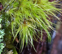 Dicranoloma menziesii