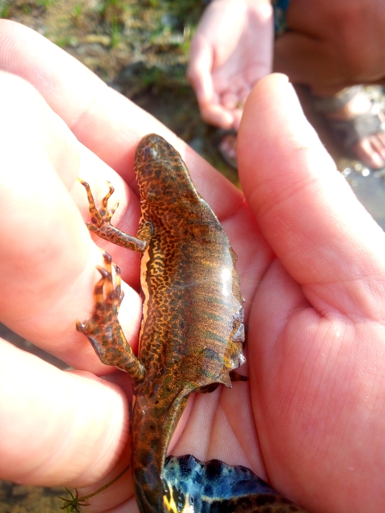 caucasian-banded-newt-in-august-2022-by-nikita-tiunov-inaturalist