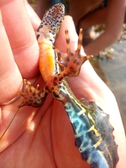 Ommatotriton ophryticus