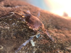 Pisidia